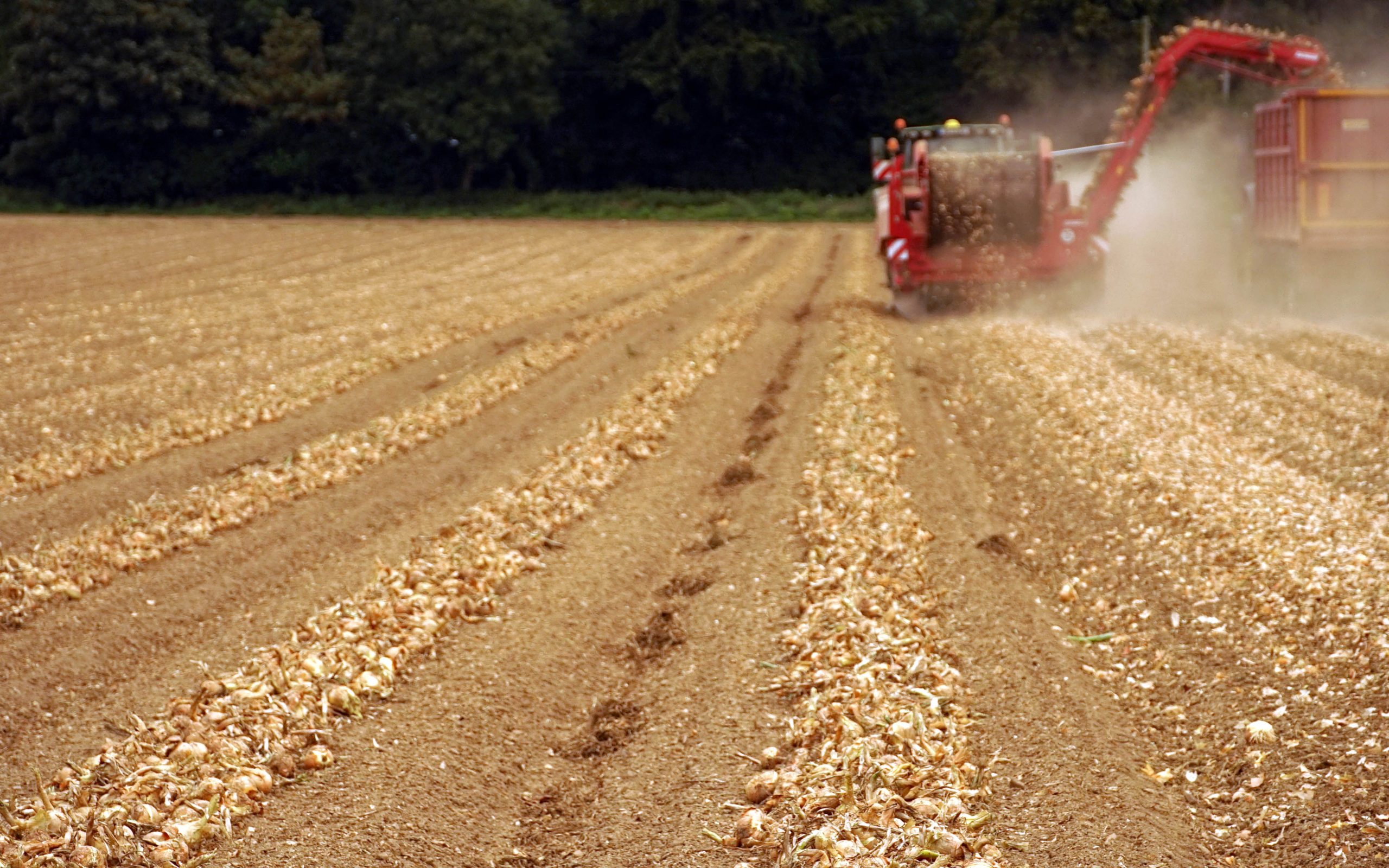 Once the onions are ready for harvesting, they are formed into windrows