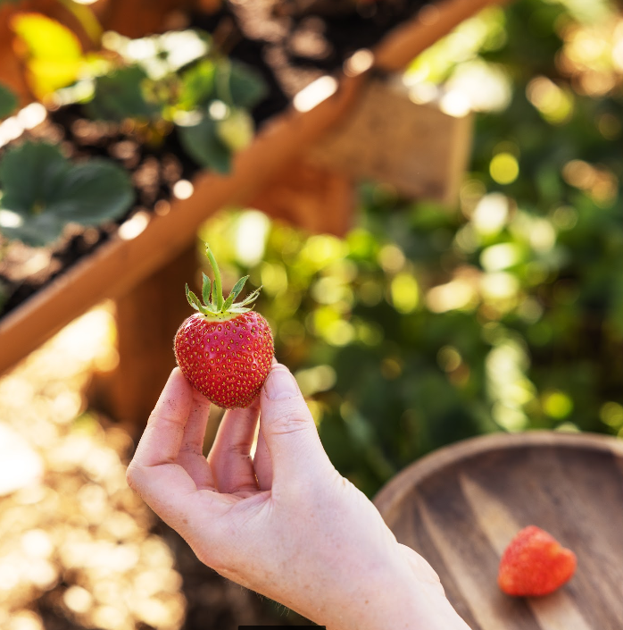 Freshly harvested strawberries from Caitriona and Fergal's land near Tramore, Co. Waterford