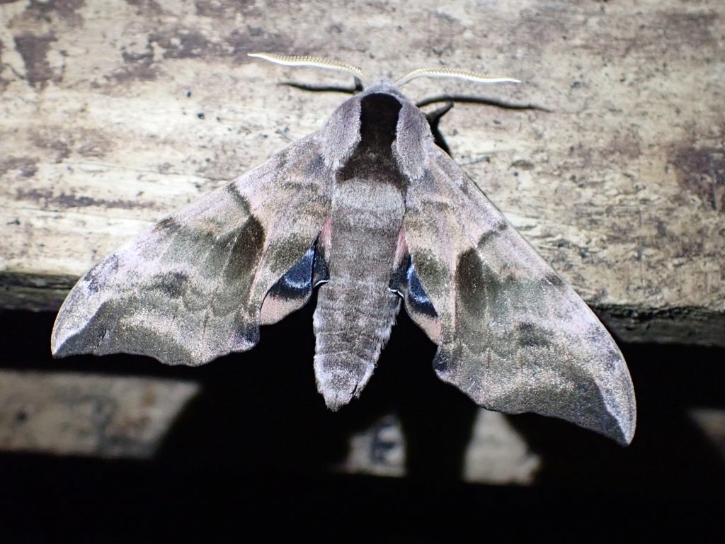 Eyed Hawk-moth. Source: Dr. Tim Butter
