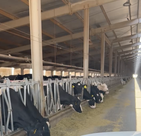 Dairy  farm located in the UAE
