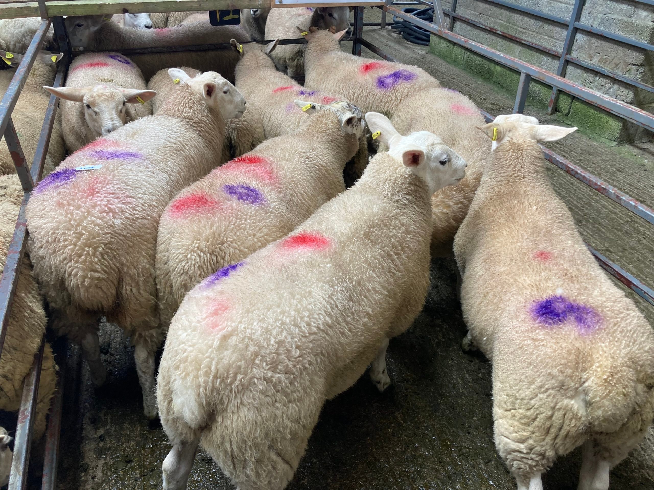 This pen of 47kg lambs sold for €149/head