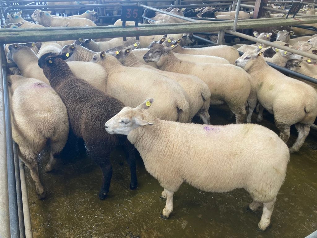 This pen of 49kg lambs sold for €165/head