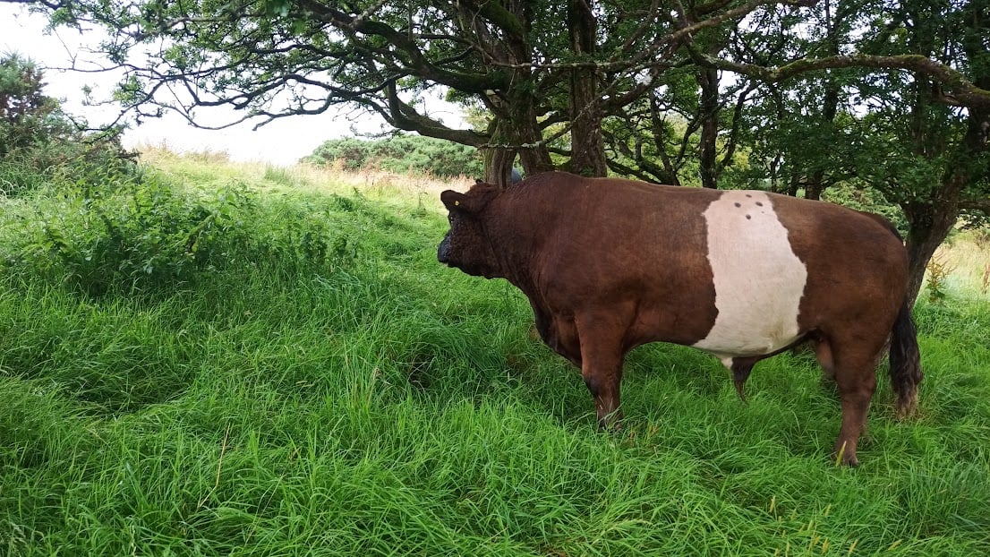 The Red Belted Galloway stockbull