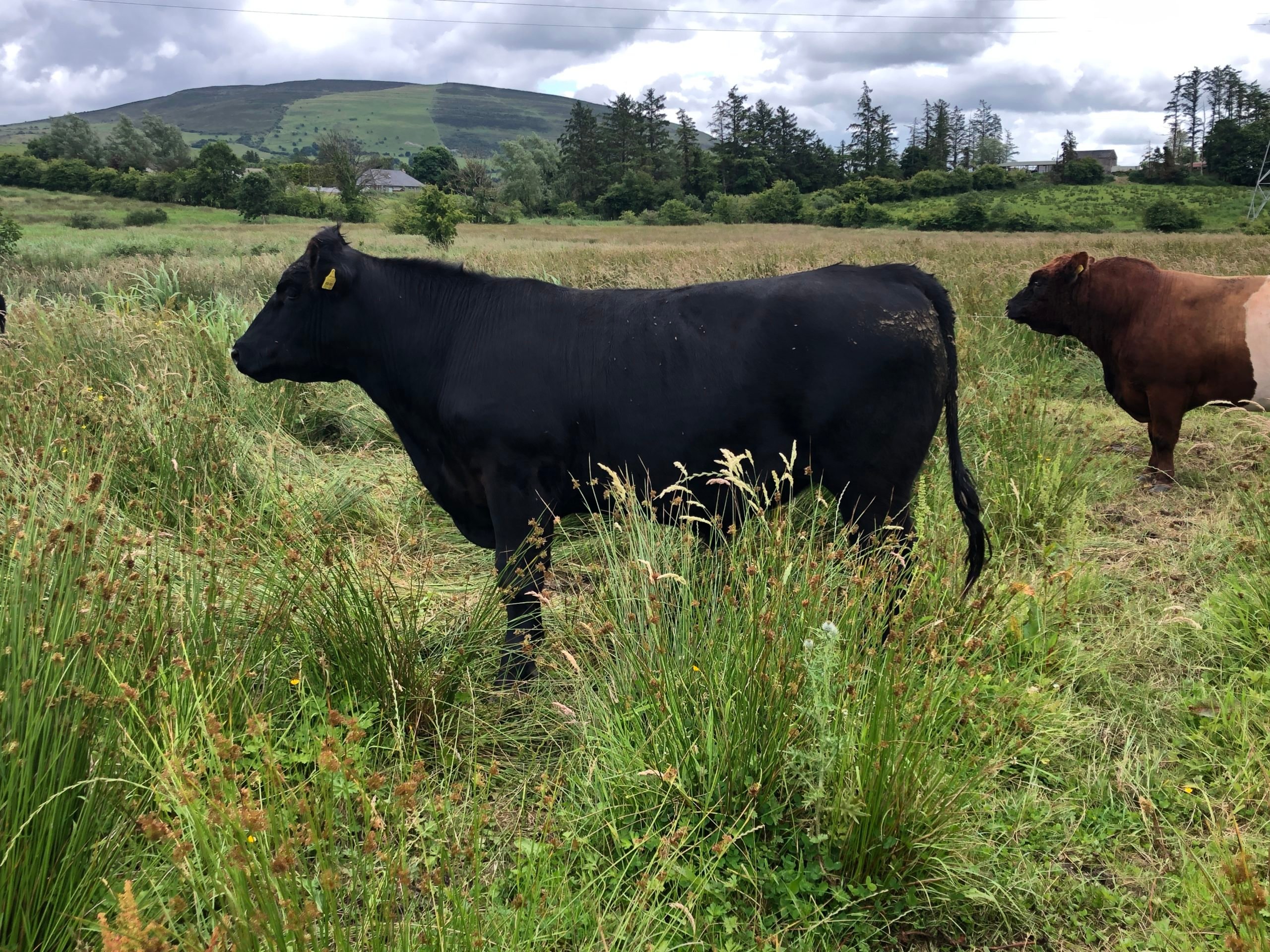 An Angus bullock coming near the finishing stage&nbsp;on the farm (Note the Red Belted Galloway stock bull in the background)