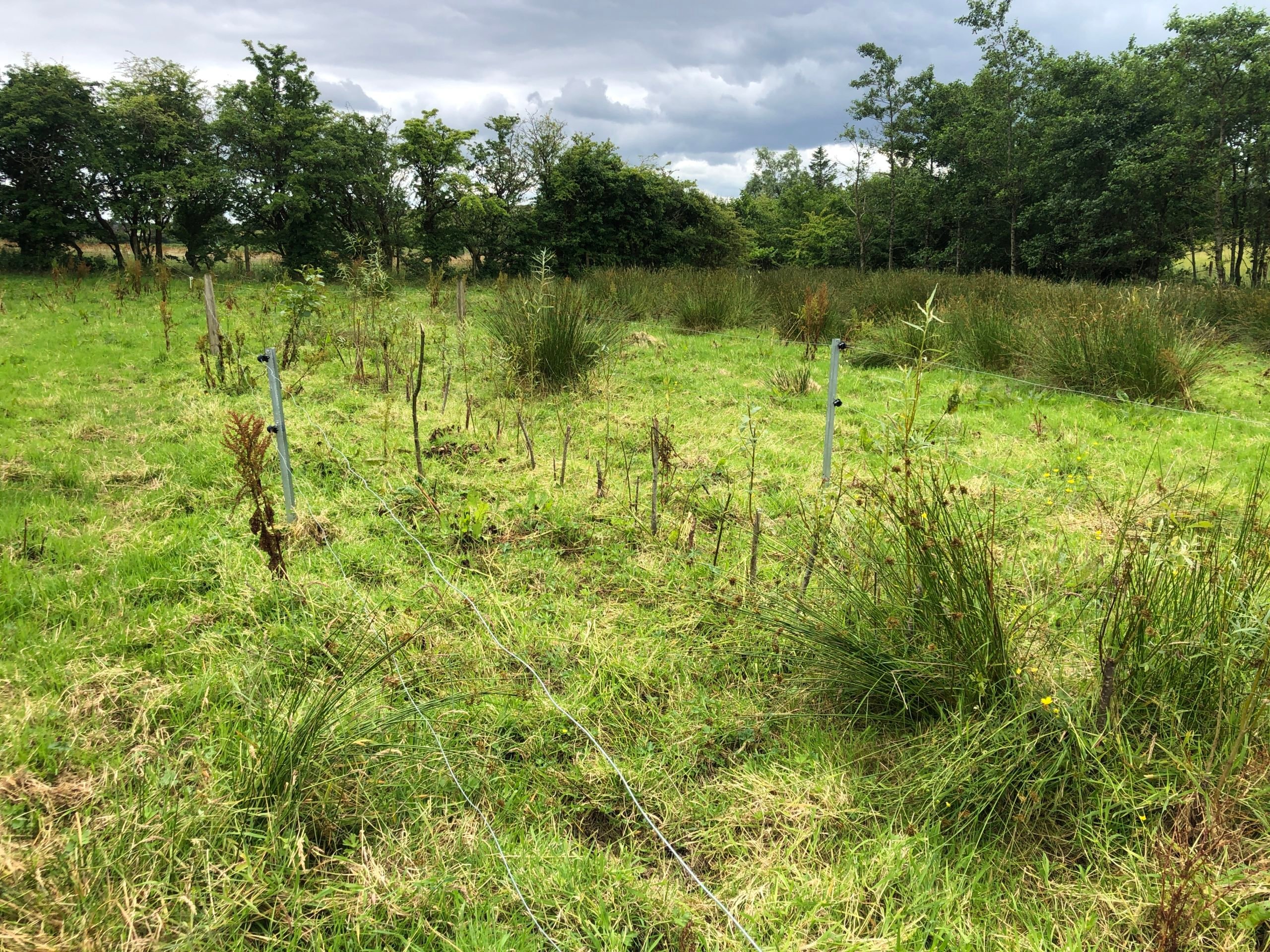 Silvopasture incorporated to help water cycle on wet grazing ground