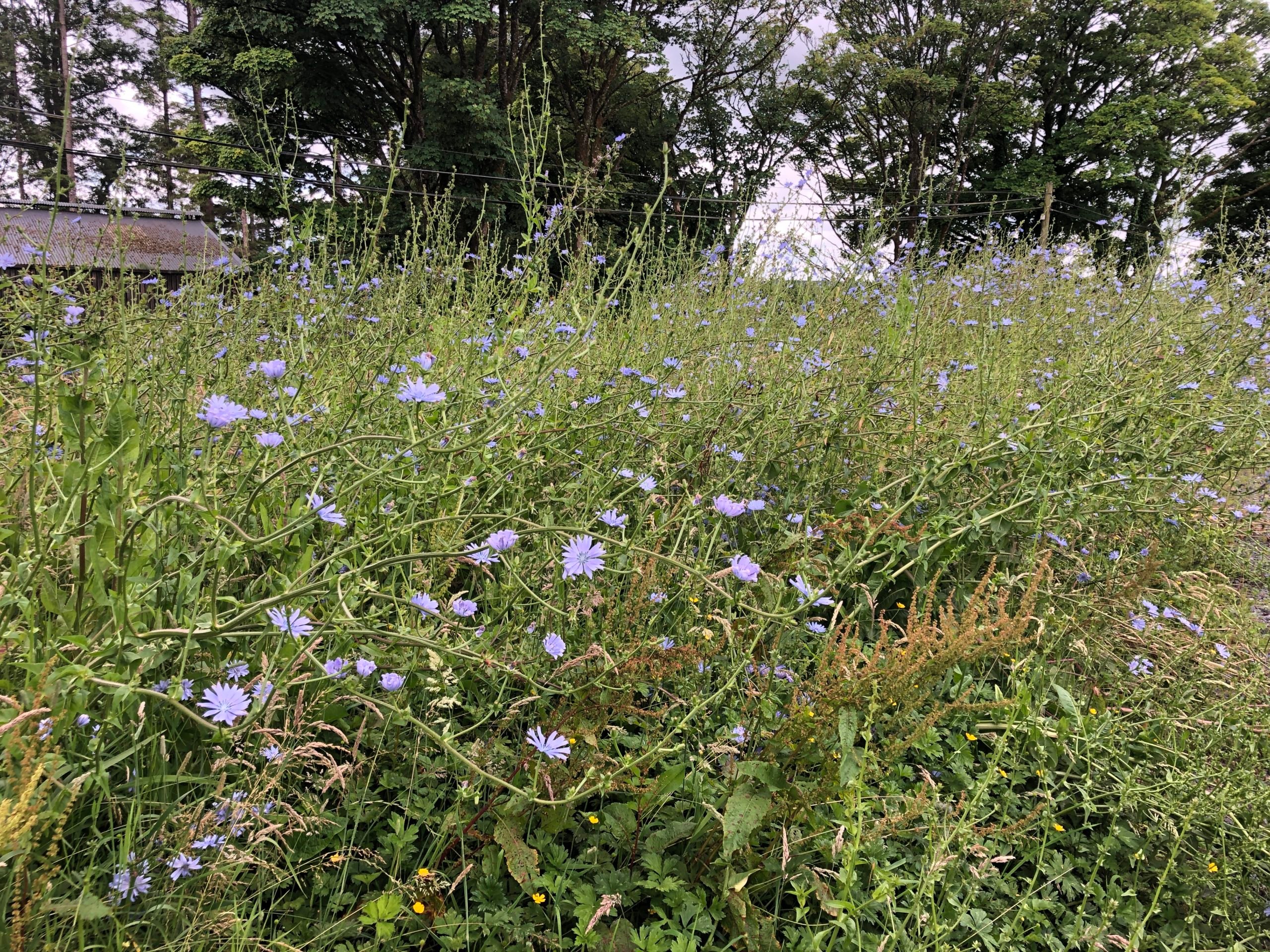 At a height of over 6ft, Chicory in full bloom on a verge near the farm yard