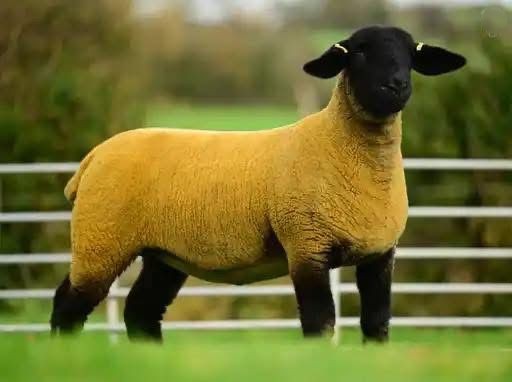 Lot 9 from the Rockdale flock. Source: Alfie Shaw