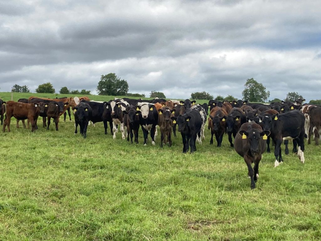 2022-born calves on the ABP Demo Farm