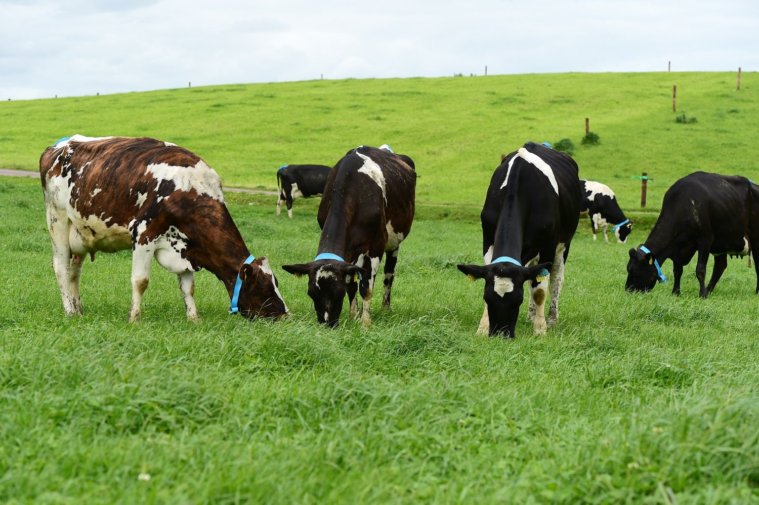 Image: Teagasc