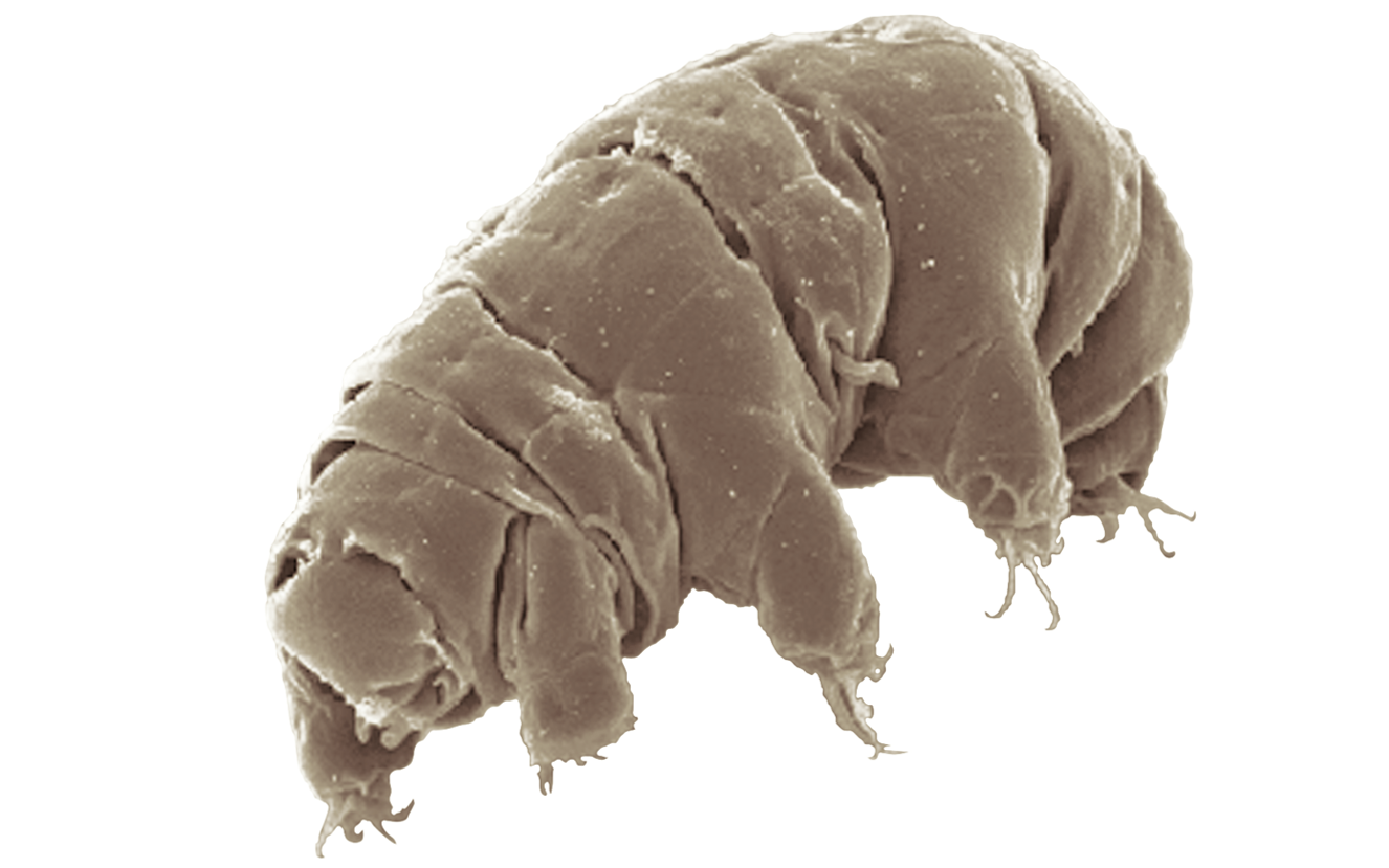 The tardigrade is a remarkably resilient inhabitant of soils. Source: Schokraie et al.