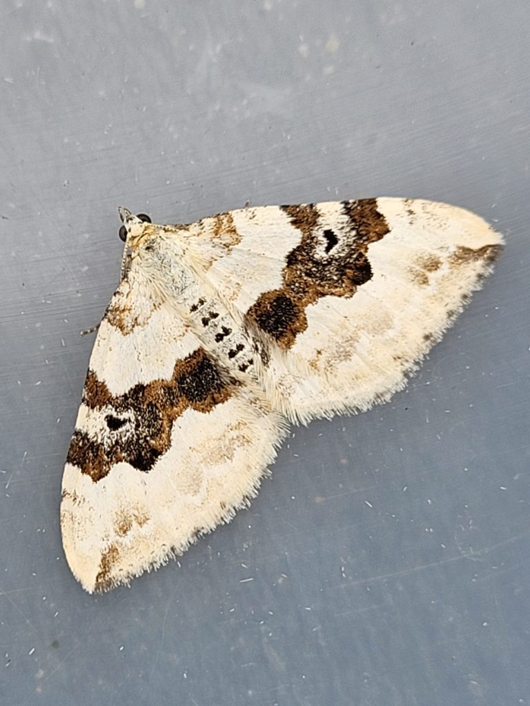 Silver ground carpet moth. Source: Dr. Tim Butter