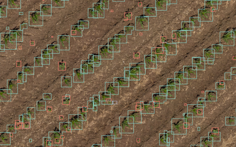 Drones are able to survey fields at a resolution fine enough to assess plant populations