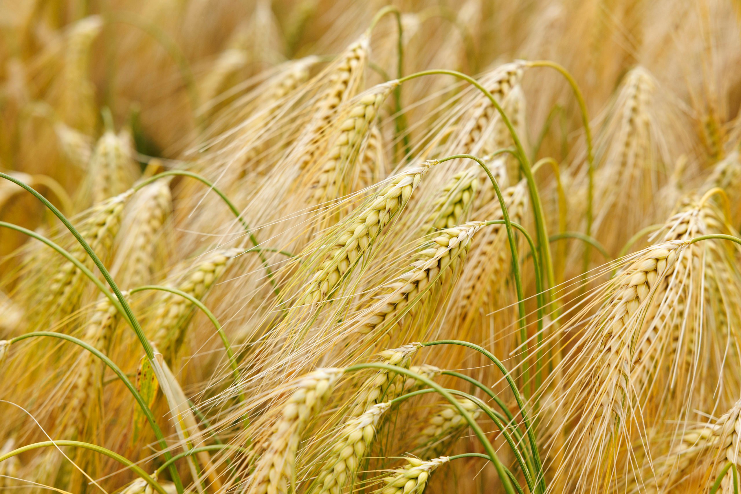 Lime is vitally important for crop yields to maximise the uptake of applied N