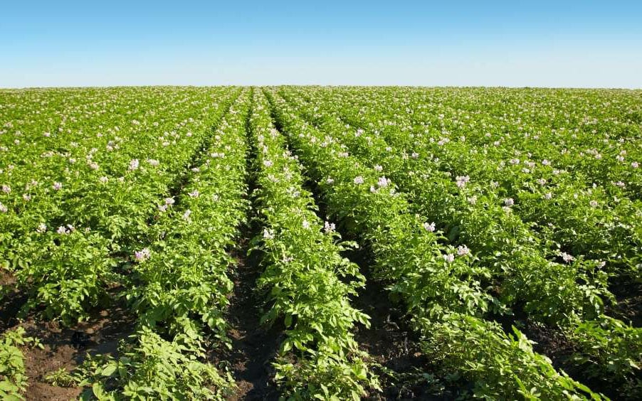 Biomass is used as an indicator of soil potential rather than previous crop yields