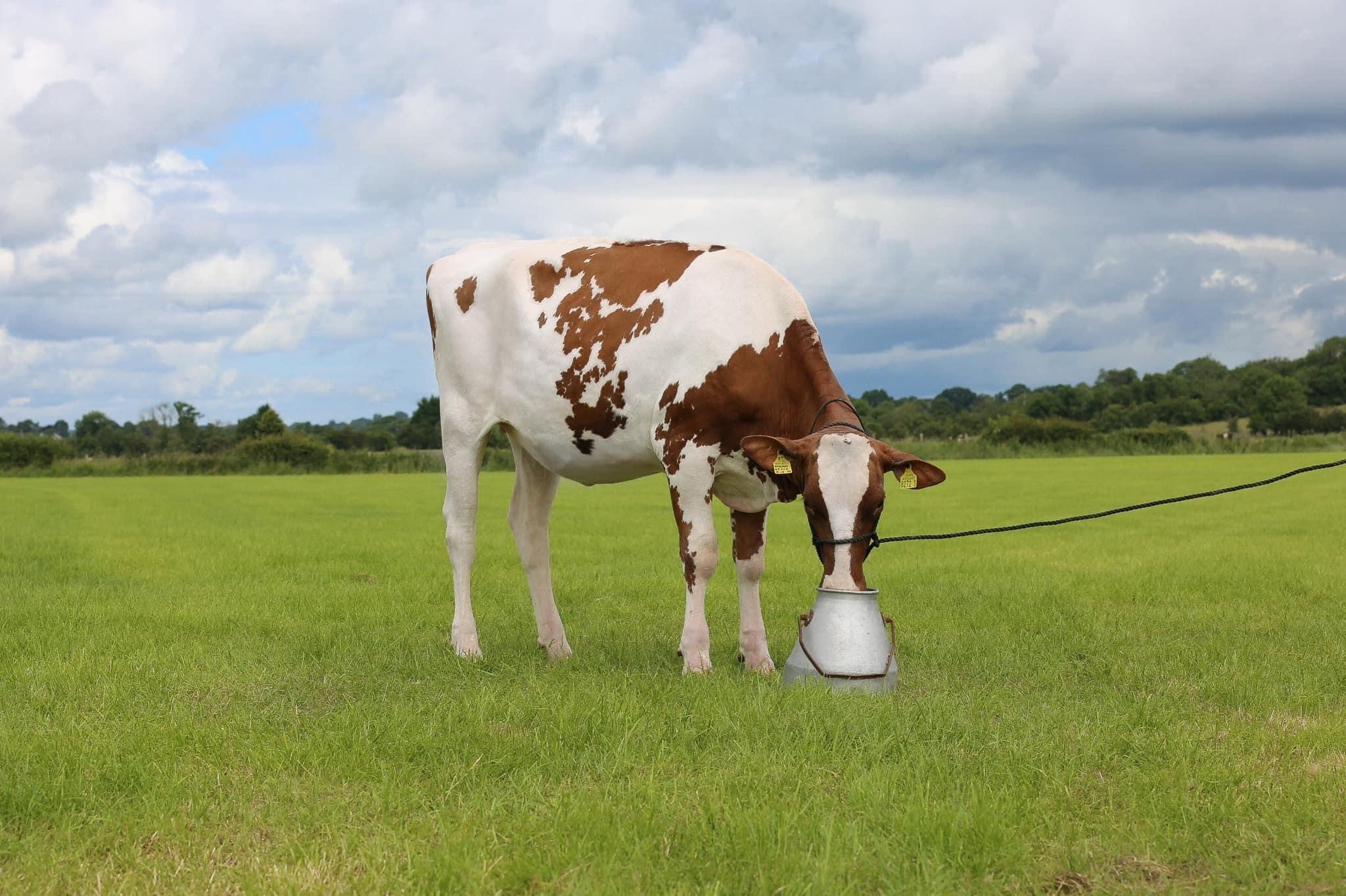 Lot 11: Annalong Adalade Apple Red ETImage source Summer Sizzler