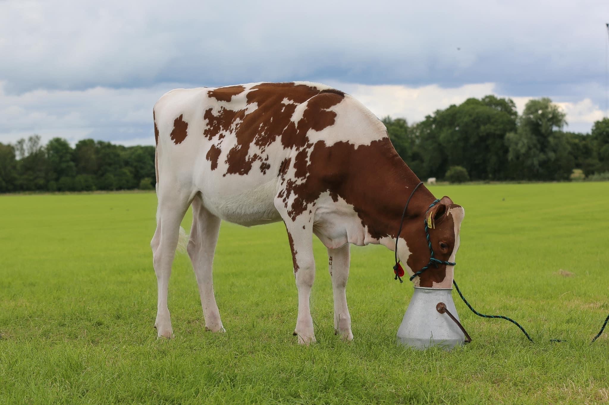 Lot 20: Slatabogie MsApple Tzer Red ETImage source Summer Sizzler