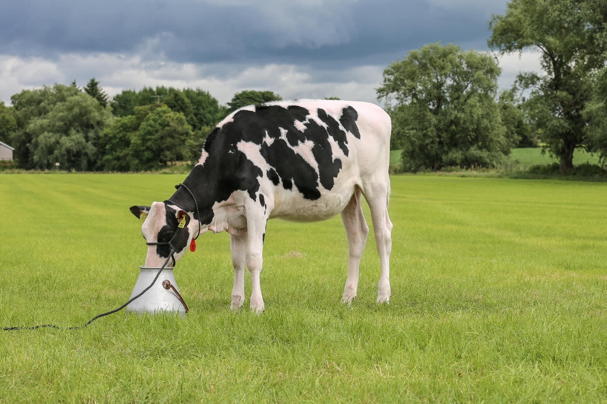 Lot 32: Mostragee ET Duckett Black Magic ETImage source Summer Sizzler