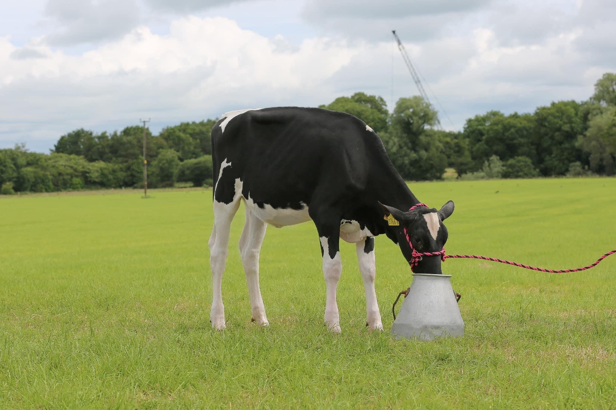 Lot 59: Hilltara Diamondback CleavageImage source Summer Sizzler