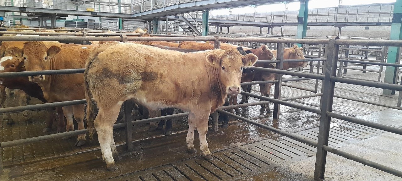 The Charolais-cross August-2021 born heifer that sold for €3,200 or €7.11/kg
