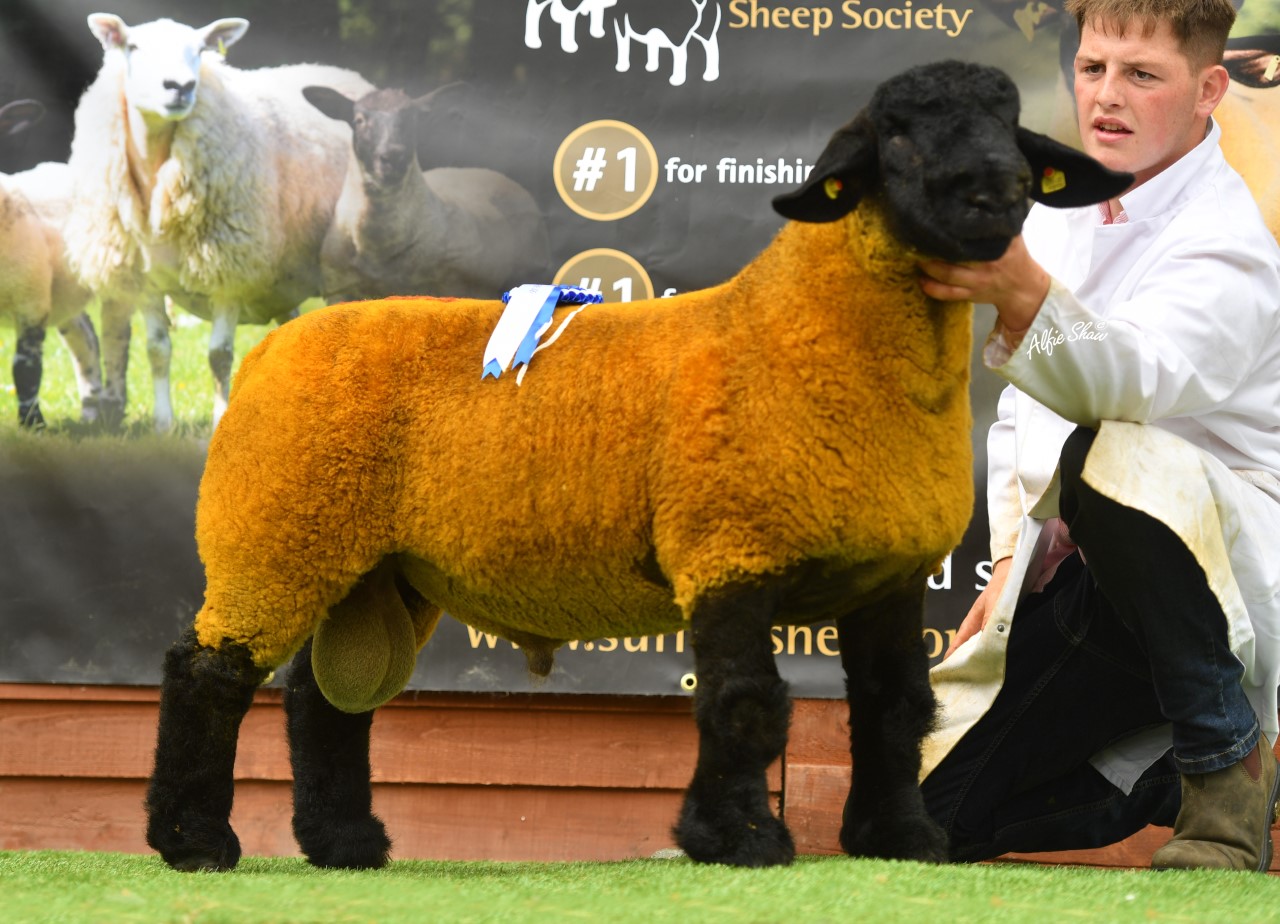 Reserve champion. Image source: Alfie Shaw