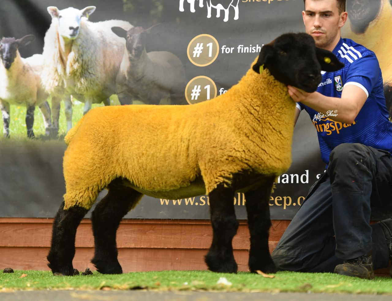 Highest prices ewe lamb at €2,000 from the Loughanleagh Flock (Andrew Smith). Image source: Alfie Shaw