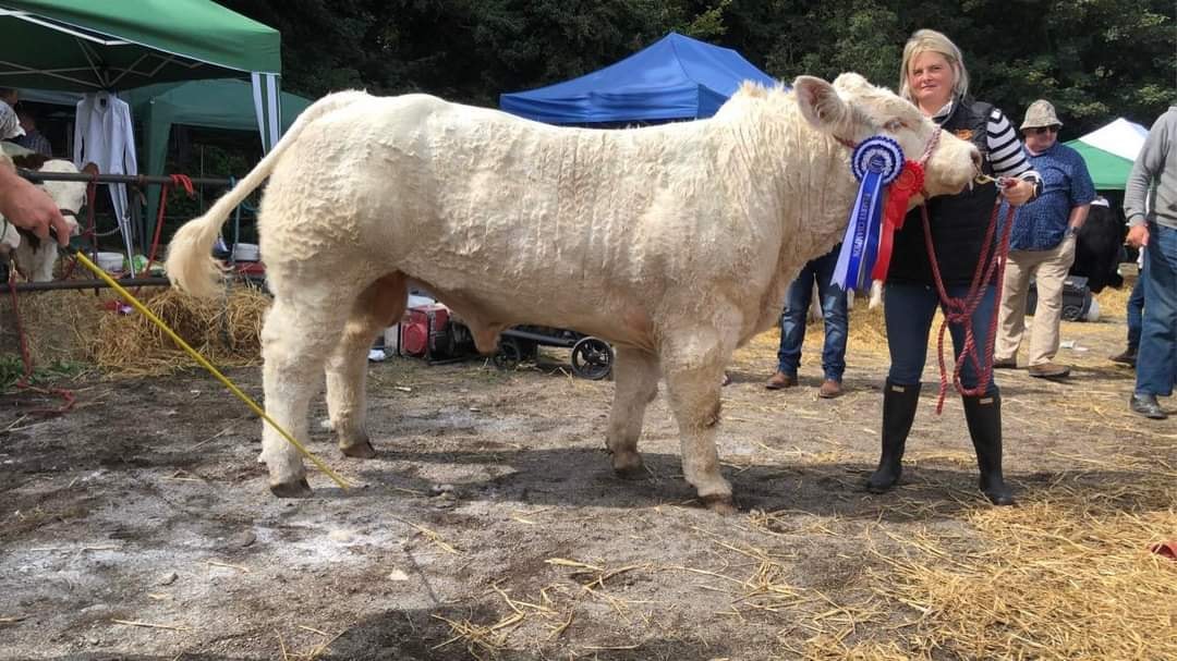 Tonyglasson Samson: Reserve Breed Champion. Image source: A Moore Media