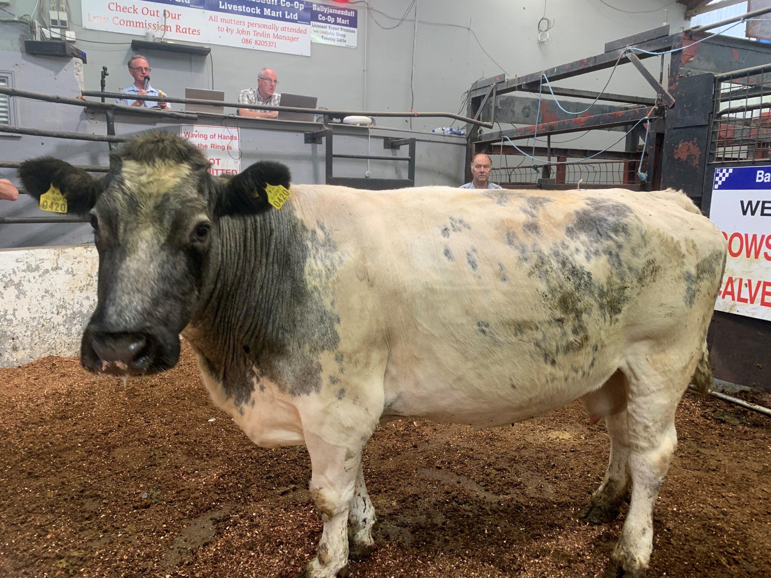 This 830kg Belgian Blue-cross cull cow sold for €2,120 or €2.55/kg