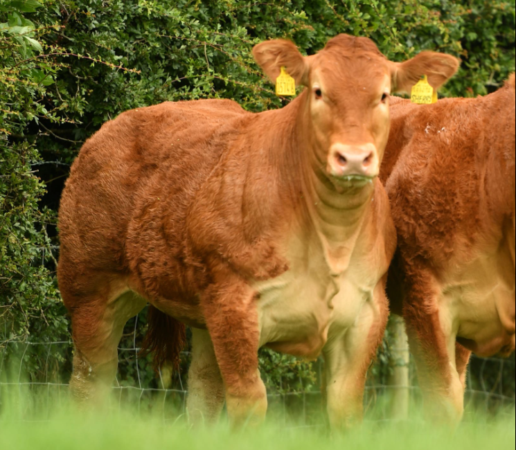 Ampertaine Sherry sold for 22,000gns at the sale