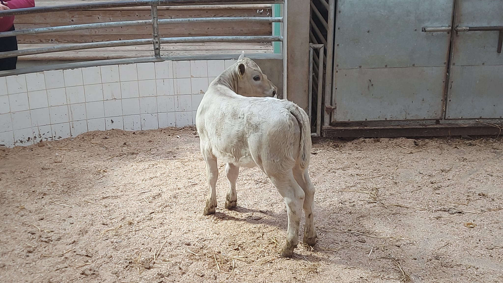This Charolais-cross heifer sold for €300
