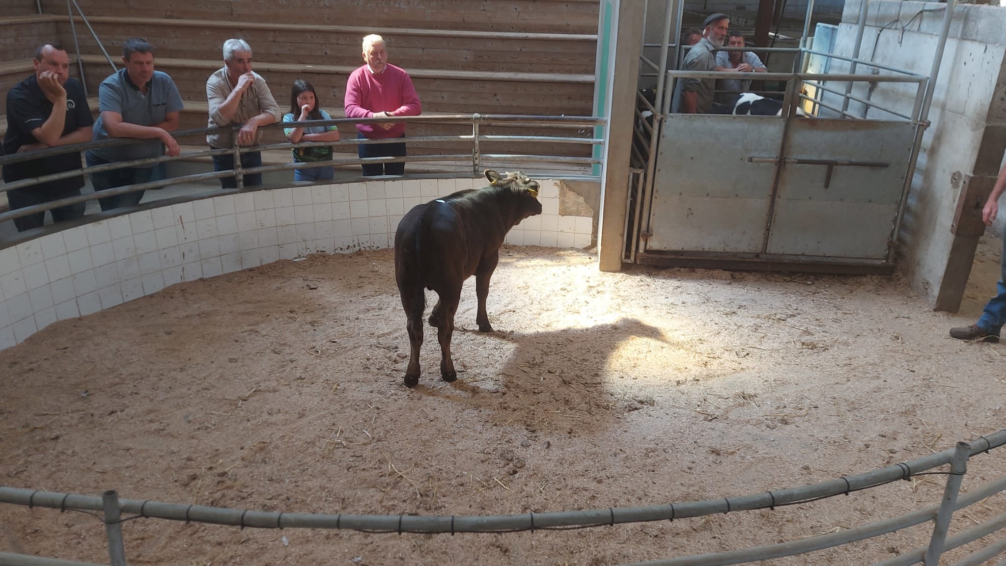 This reared Limousin-cross bull sold for €445