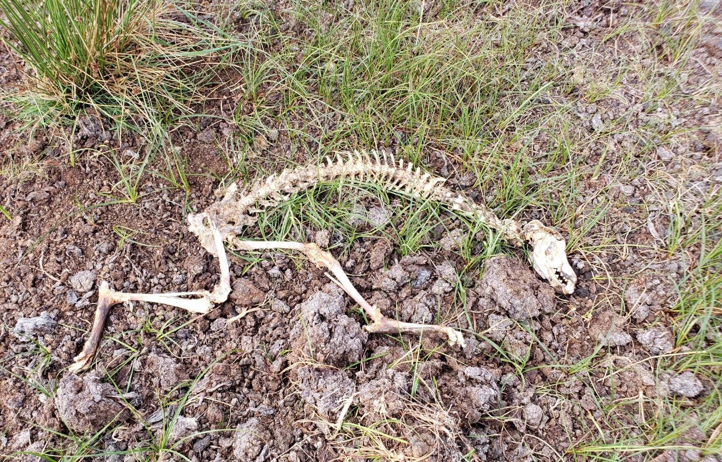 The remains were found by a member of the public last week. Image source: The Irish Council Against Blood Sports