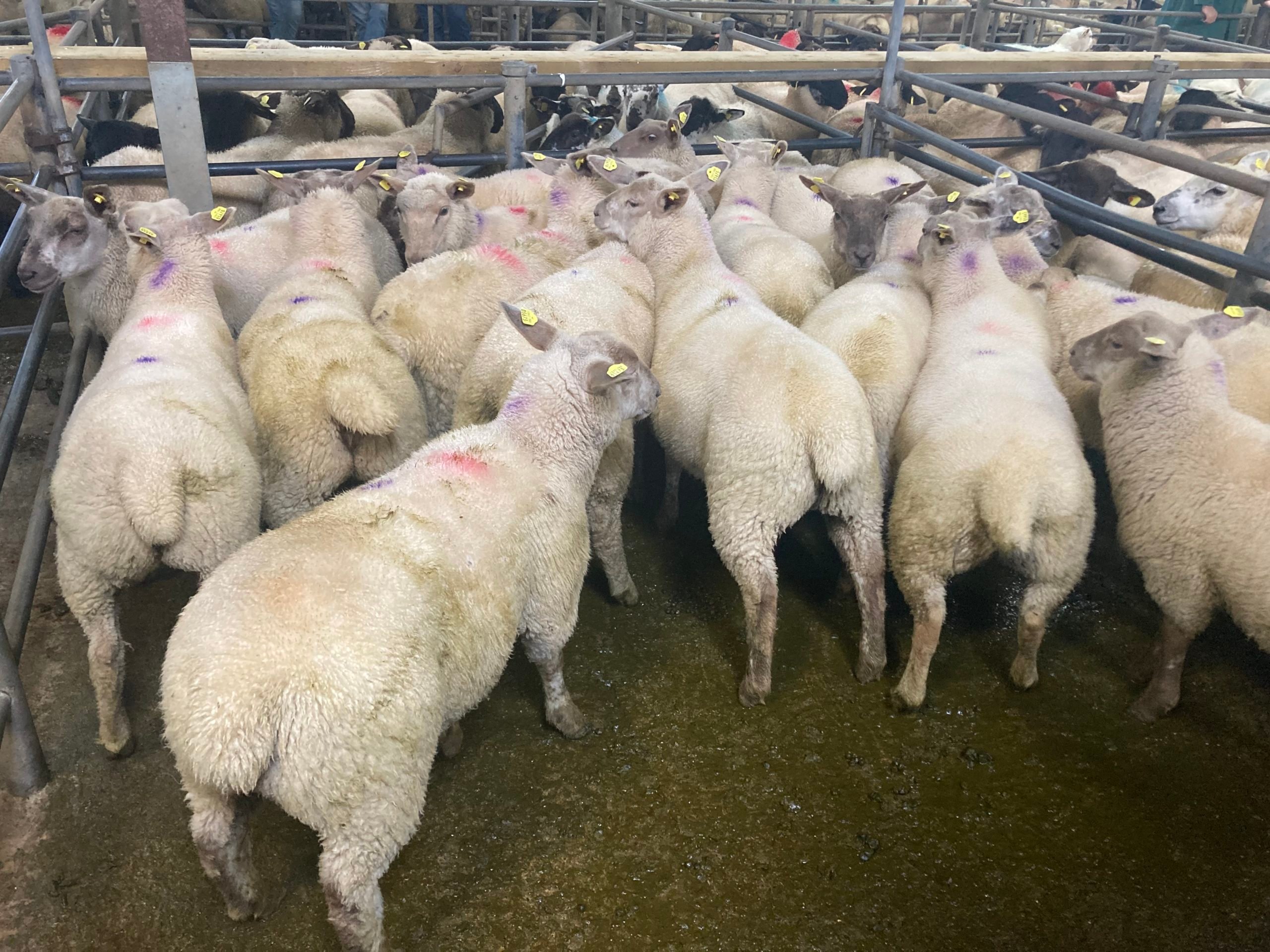 These 35kg stores sold for €112/head