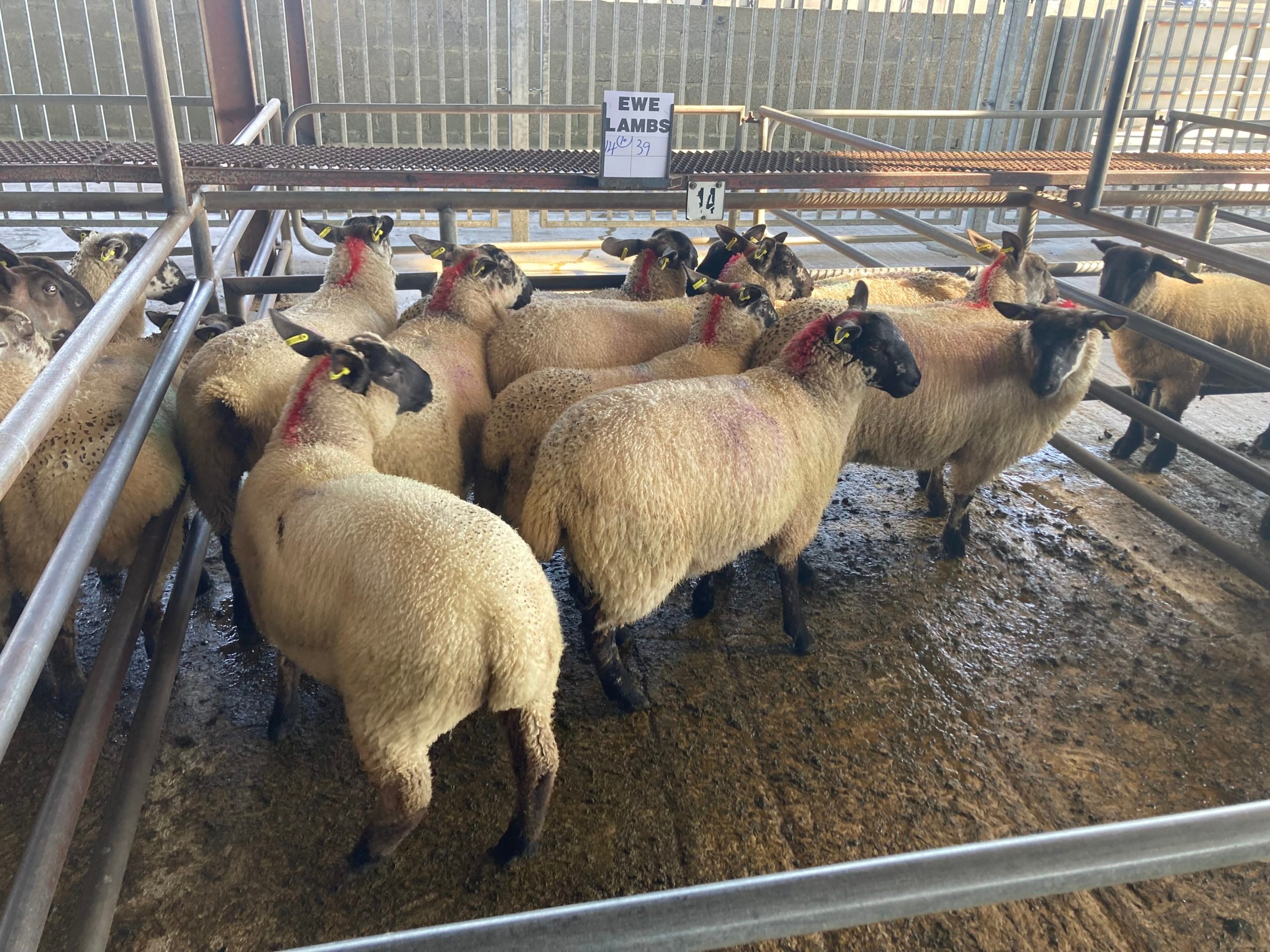 This pen of 39kg ewe lambs sold for €130/head