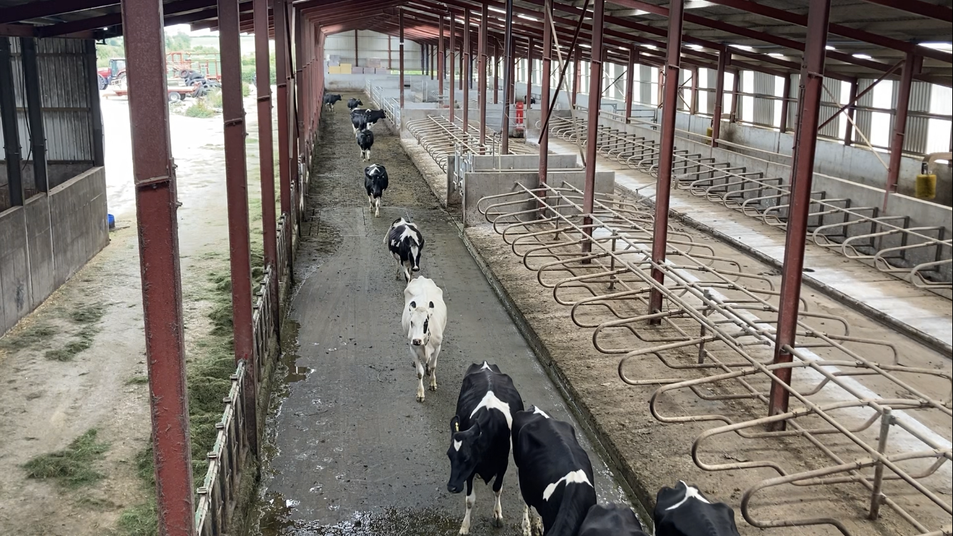 Cows making their way, single file, to the robots