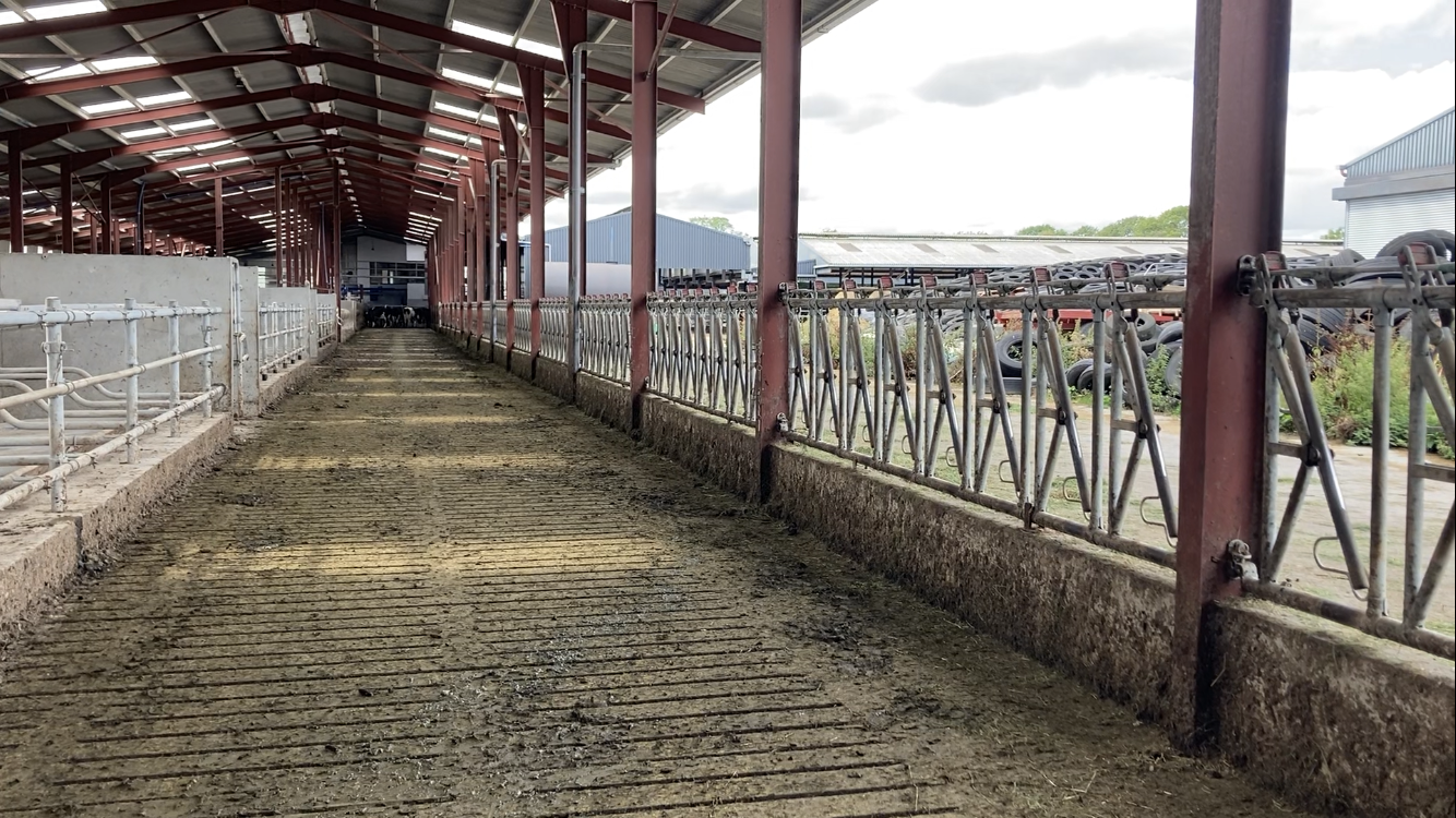 Headlocking barriers go the entire length of one side of the shed, allowing 150 cows to eat at one time