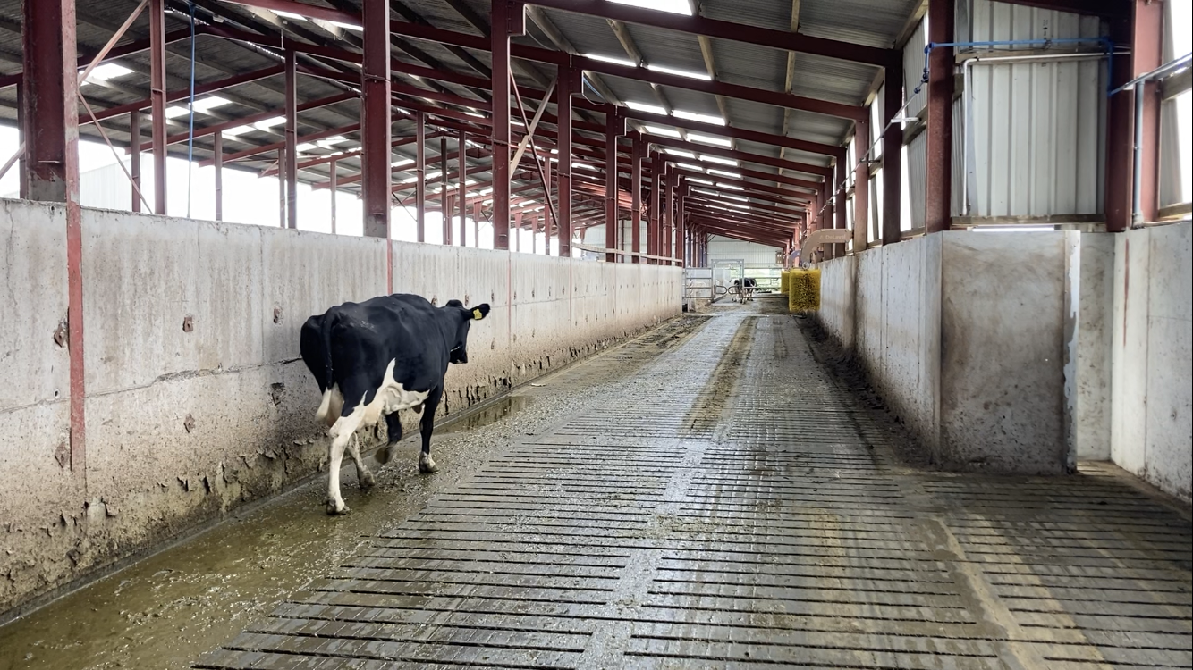 Cow on her way back out to grass after milking