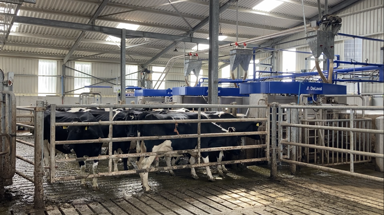 Cows queuing for the robots