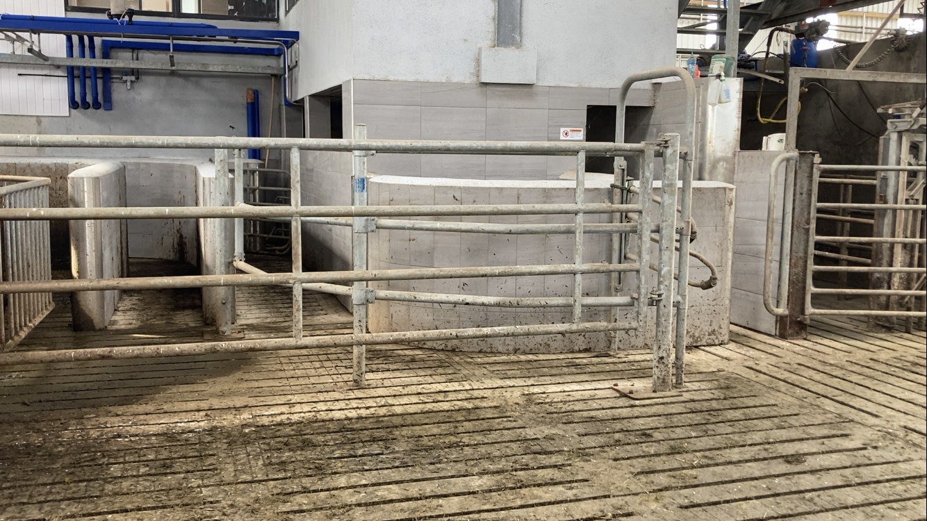 Cows can be diverted from the robots into this holding area beside the crush