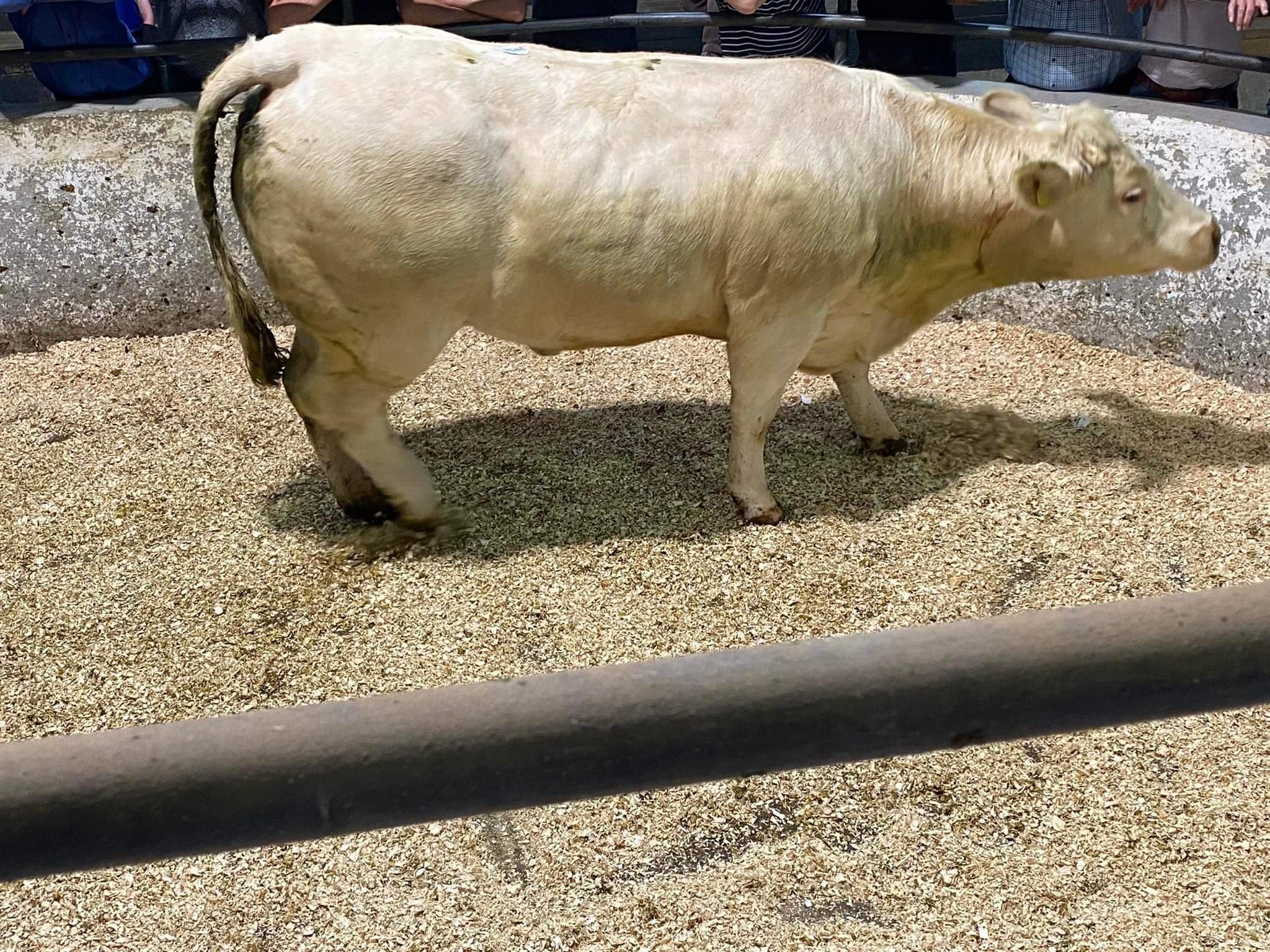 This 830kg Charolais heifer sold for €2,300 or €2.77/kg