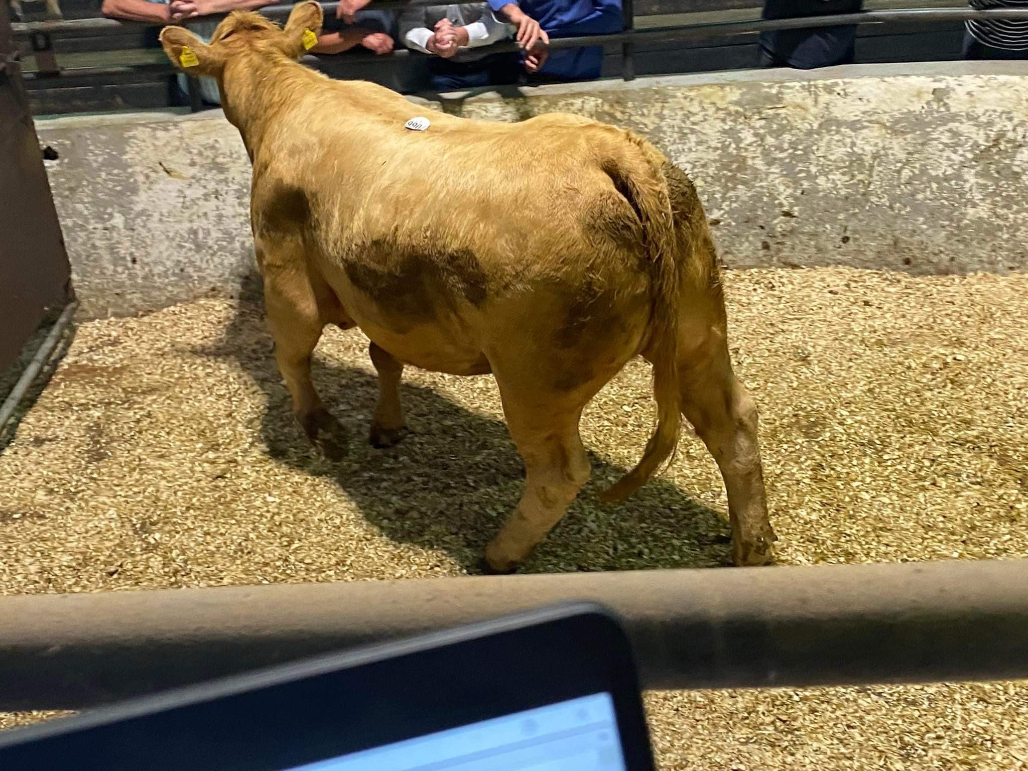 This 675kg Charolais-cross heifer sold for €2,000