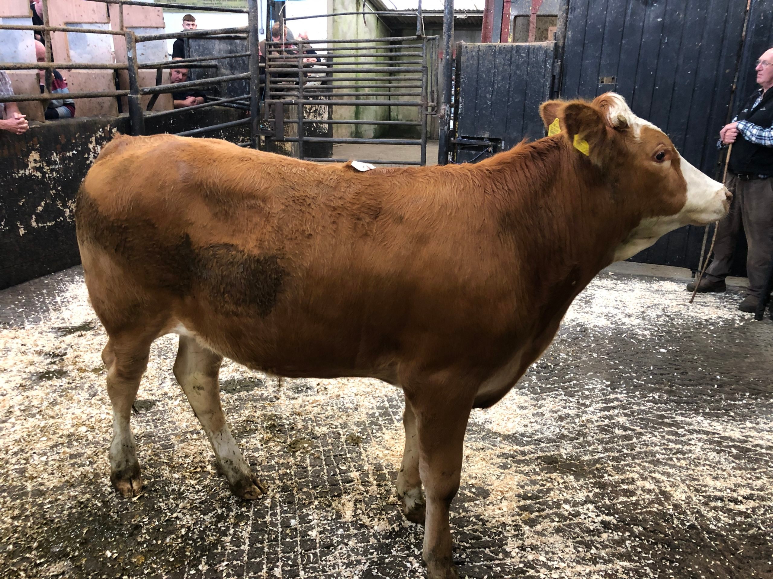 This 760kg Limousin bullock sold for €2,100 or €2.76/kg