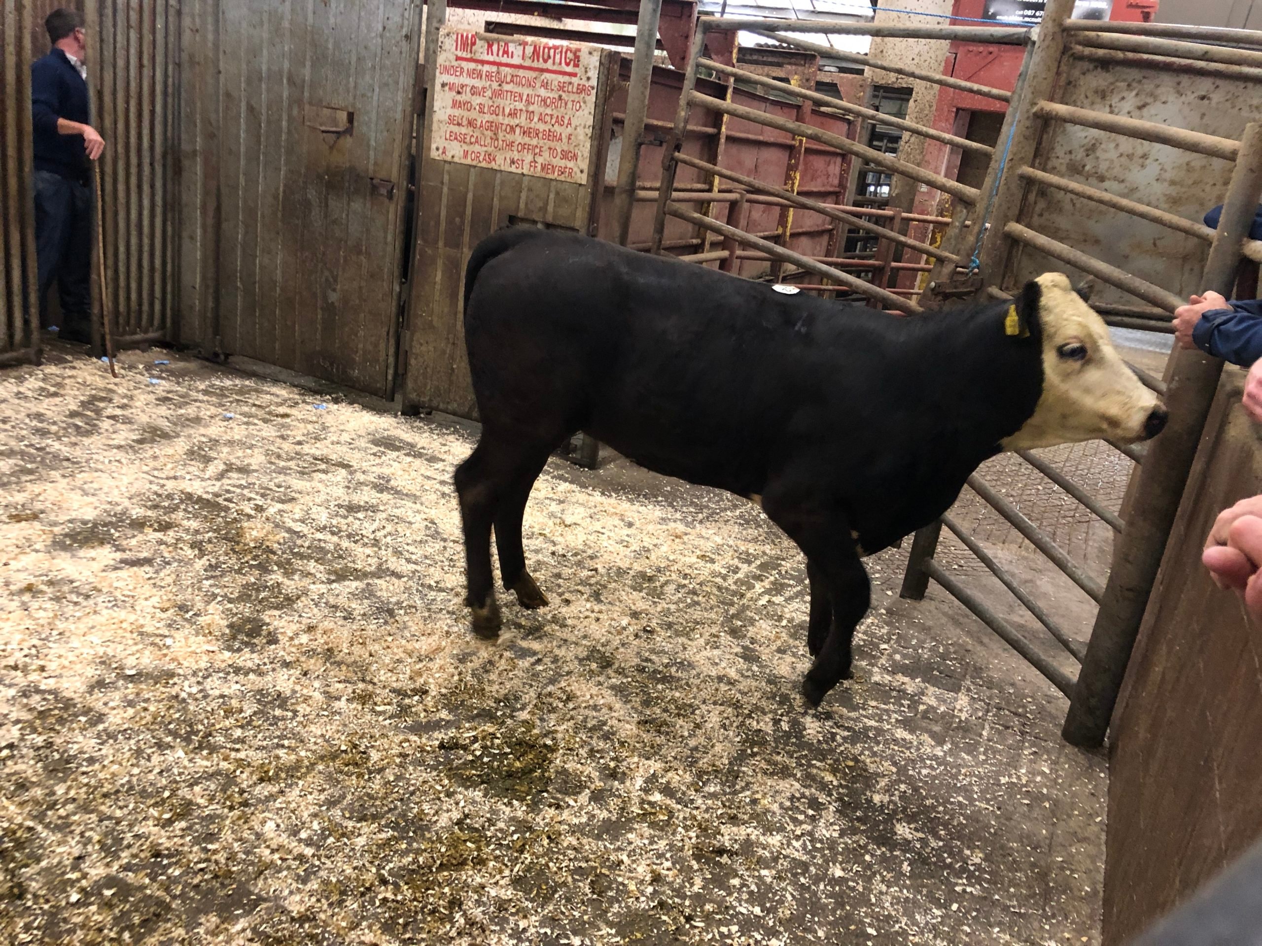 This 355kg Limousin-cross heifer sold for €840 or €2.37/kg