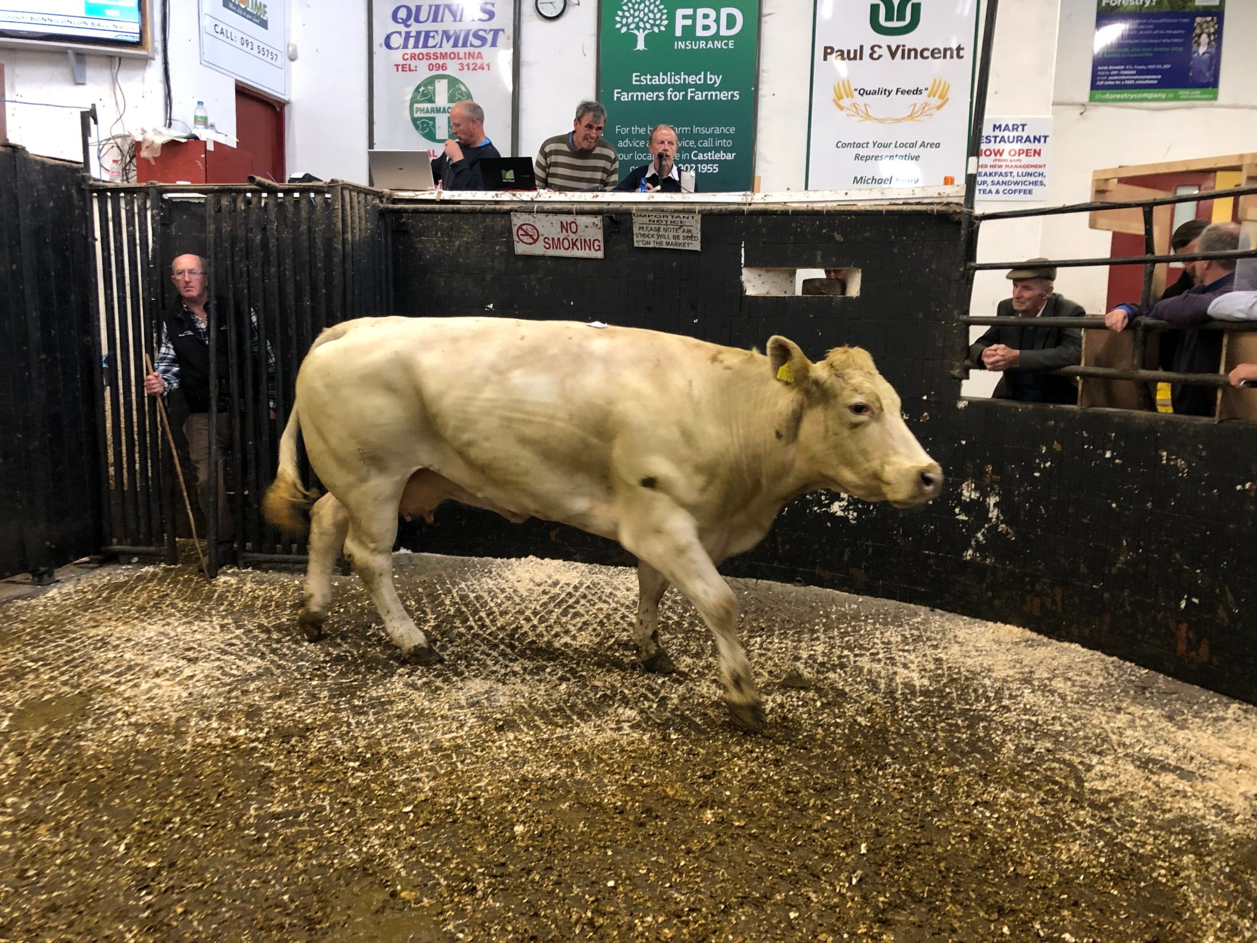 This 720kg Charolais dry cow sold for €1,960 or €2.72/kg