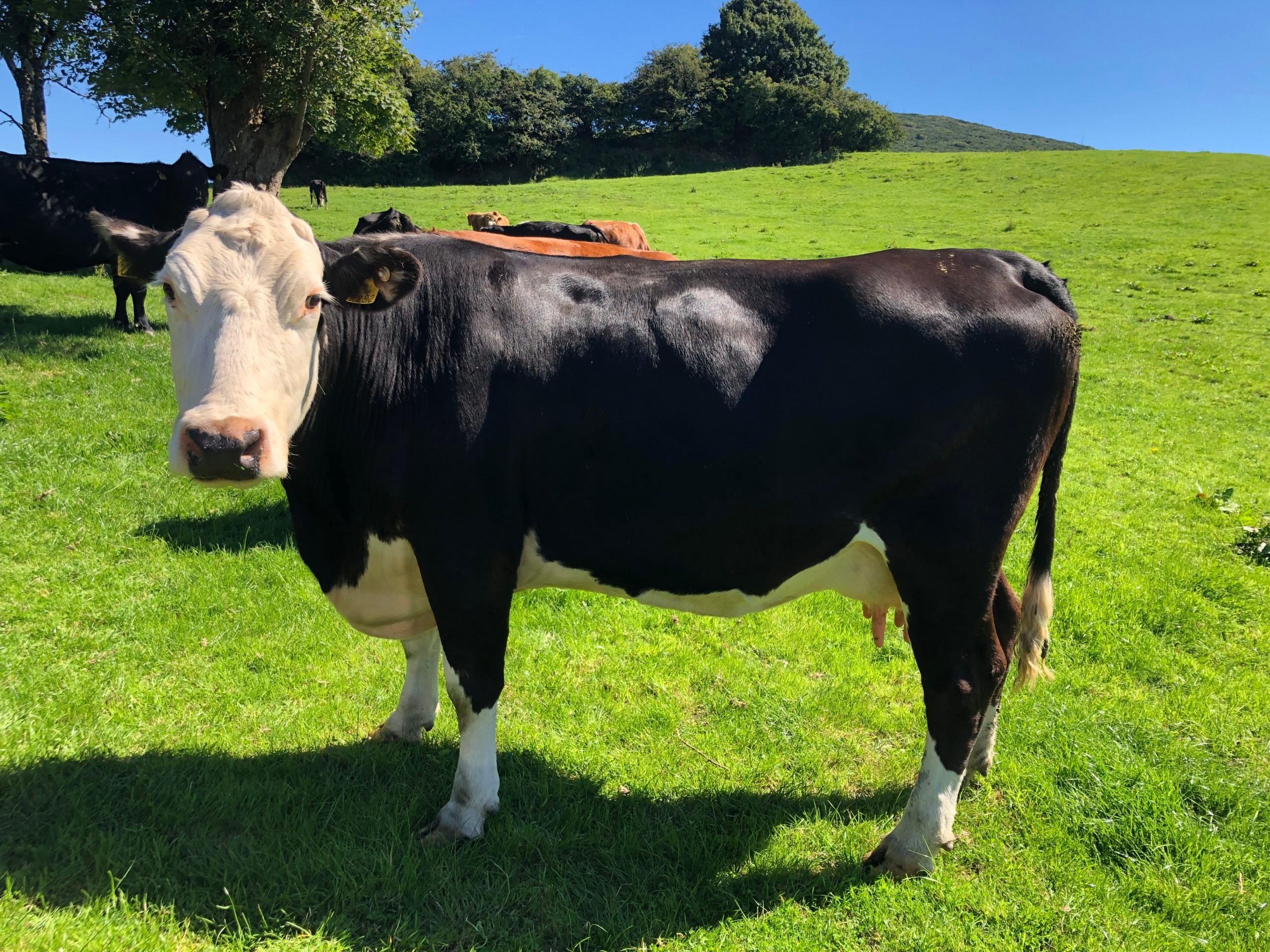 Hereford-cross cow which was purchased as a calf from a nearby dairy farm