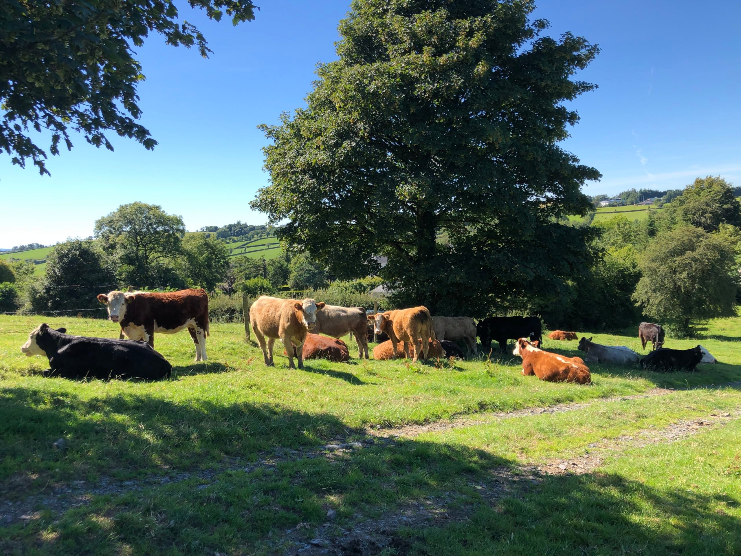 Some of last year's calves which will be sold this year