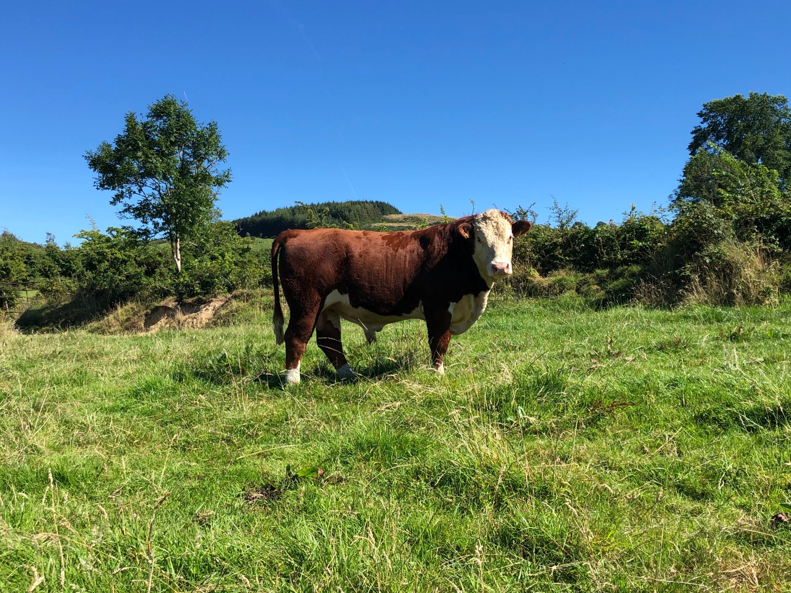 Hereford stockbull used primarily on heifers