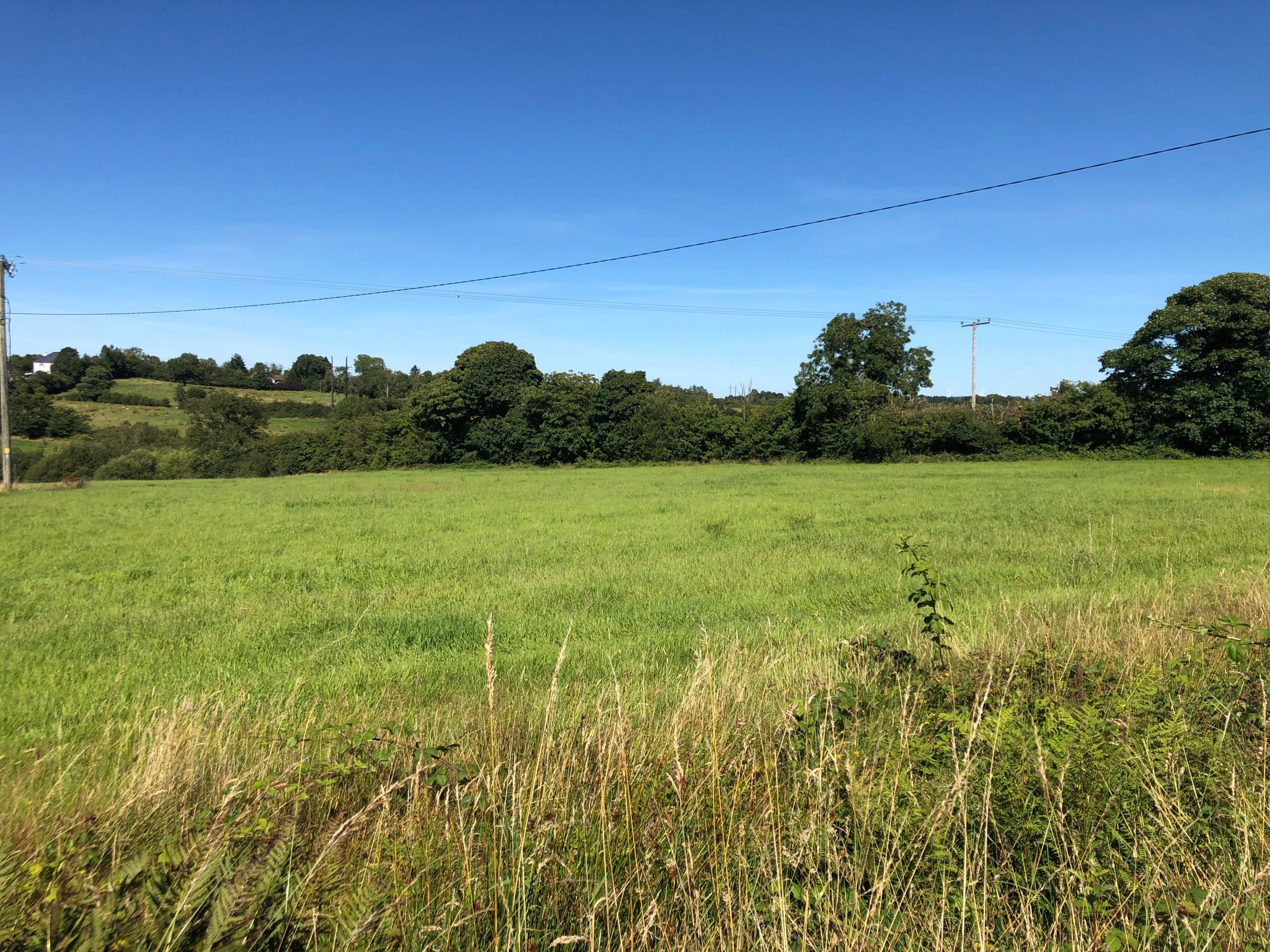 Field purchased this year which will be used for both silage and grazing