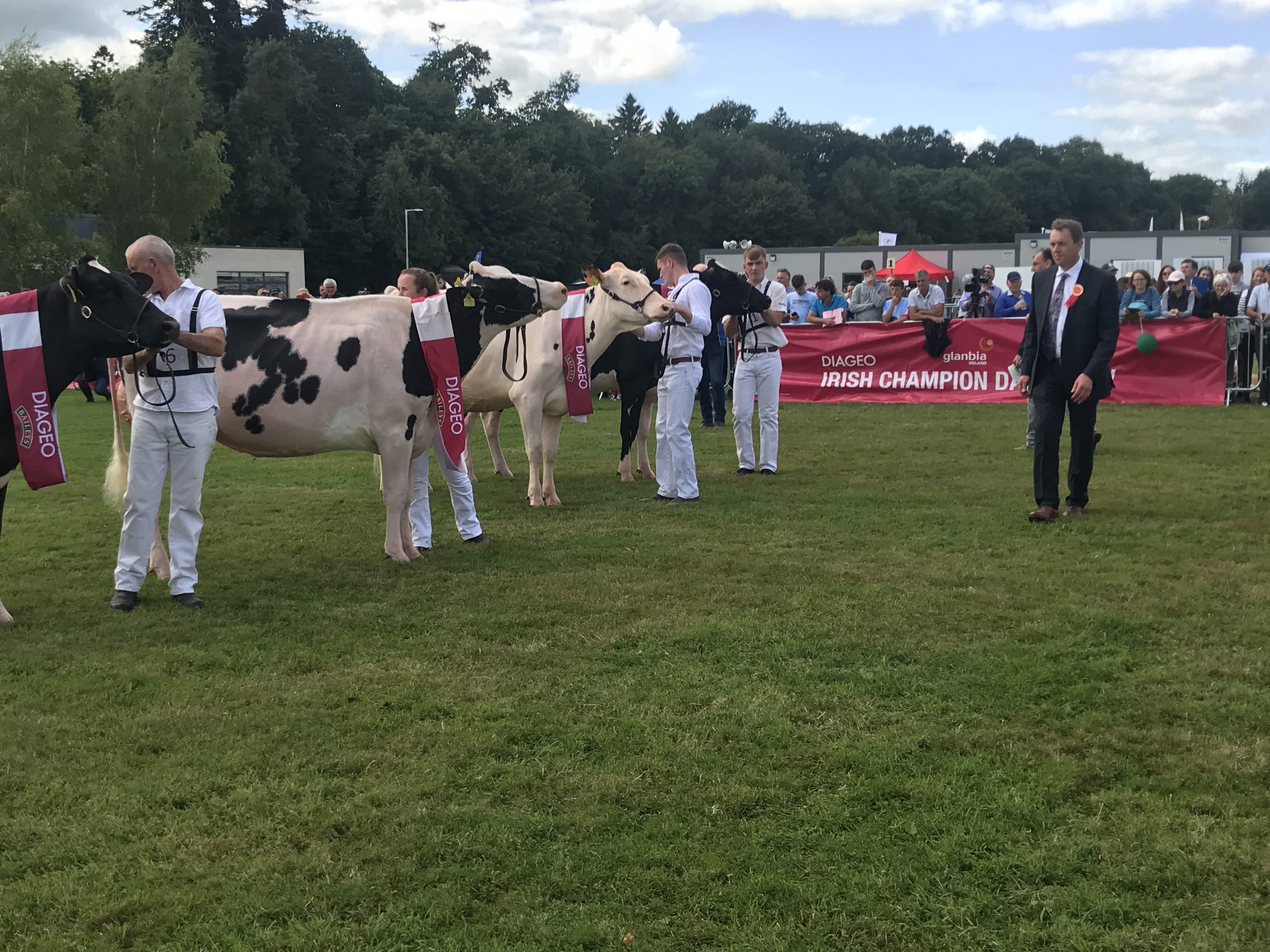 Judge David Booth inspecting Heifer in Milk entries
