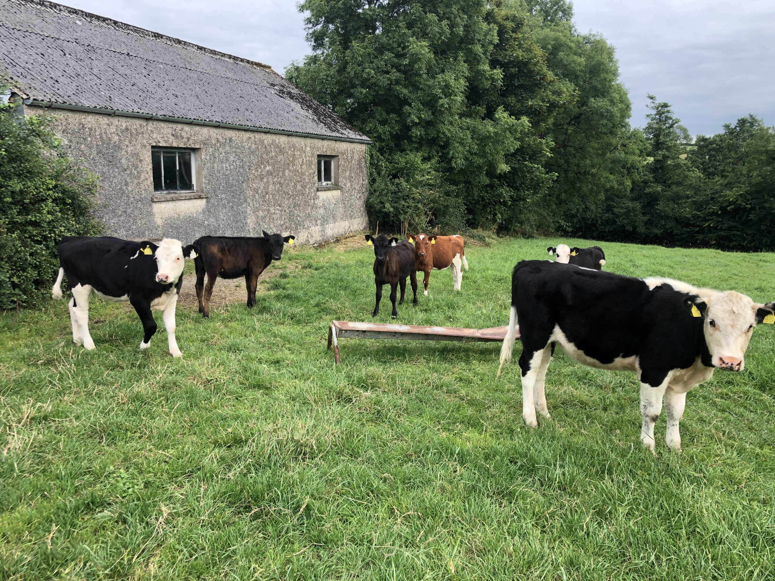 This year's calves