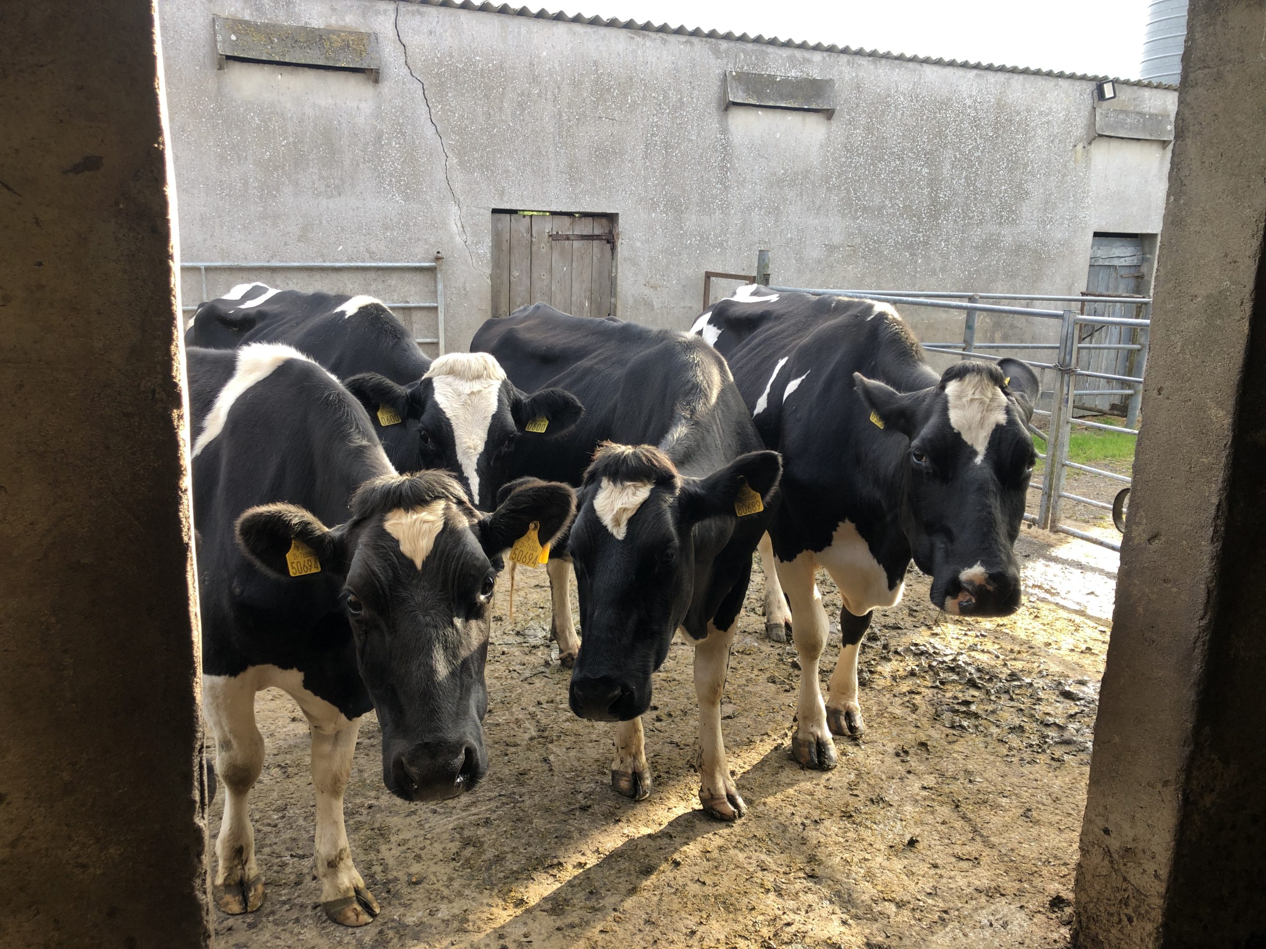 Cows waiting their turn for the evening milking